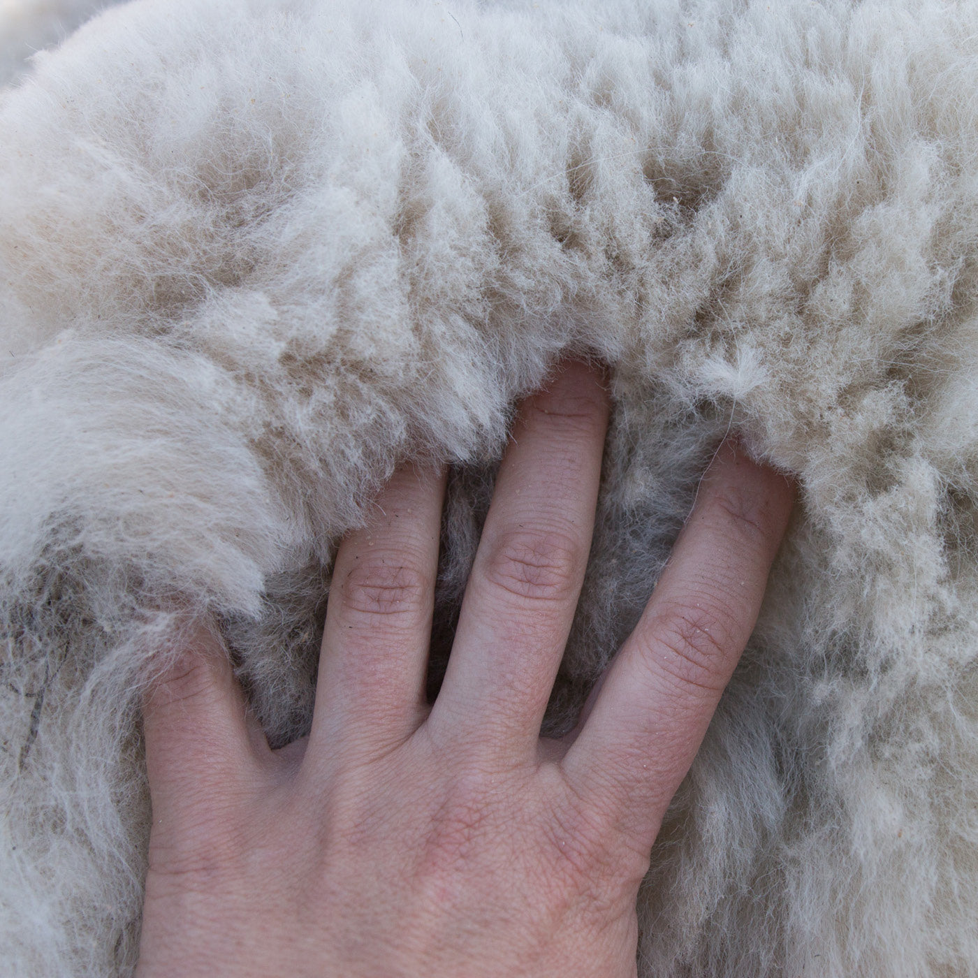 Hand berührt weiches Alpaka-Fell in Nahaufnahme.